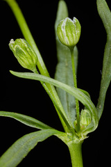 Mollugo verticillata