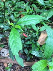 Ruellia angustiflora