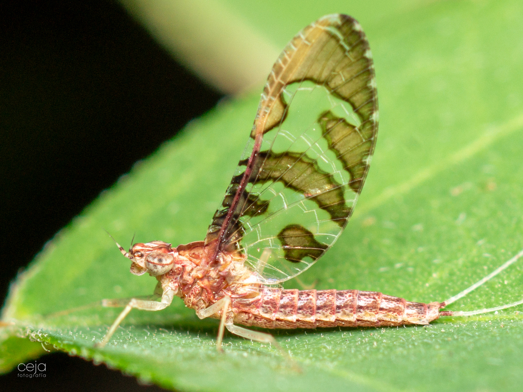 Callibaetis distinctus