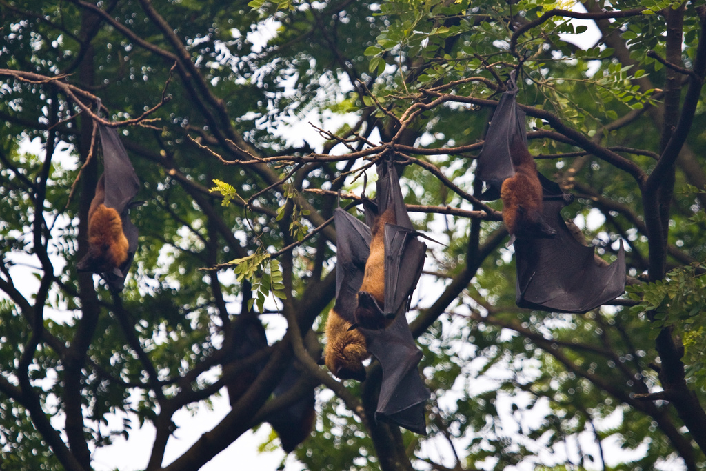 Indian Flying Fox