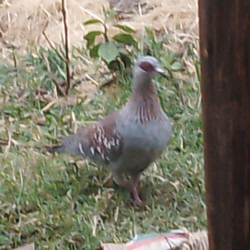 Speckled Pigeon