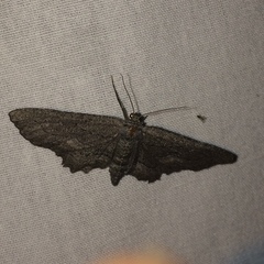 Aethaloida packardaria