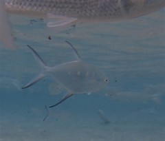 Trachinotus coppingeri