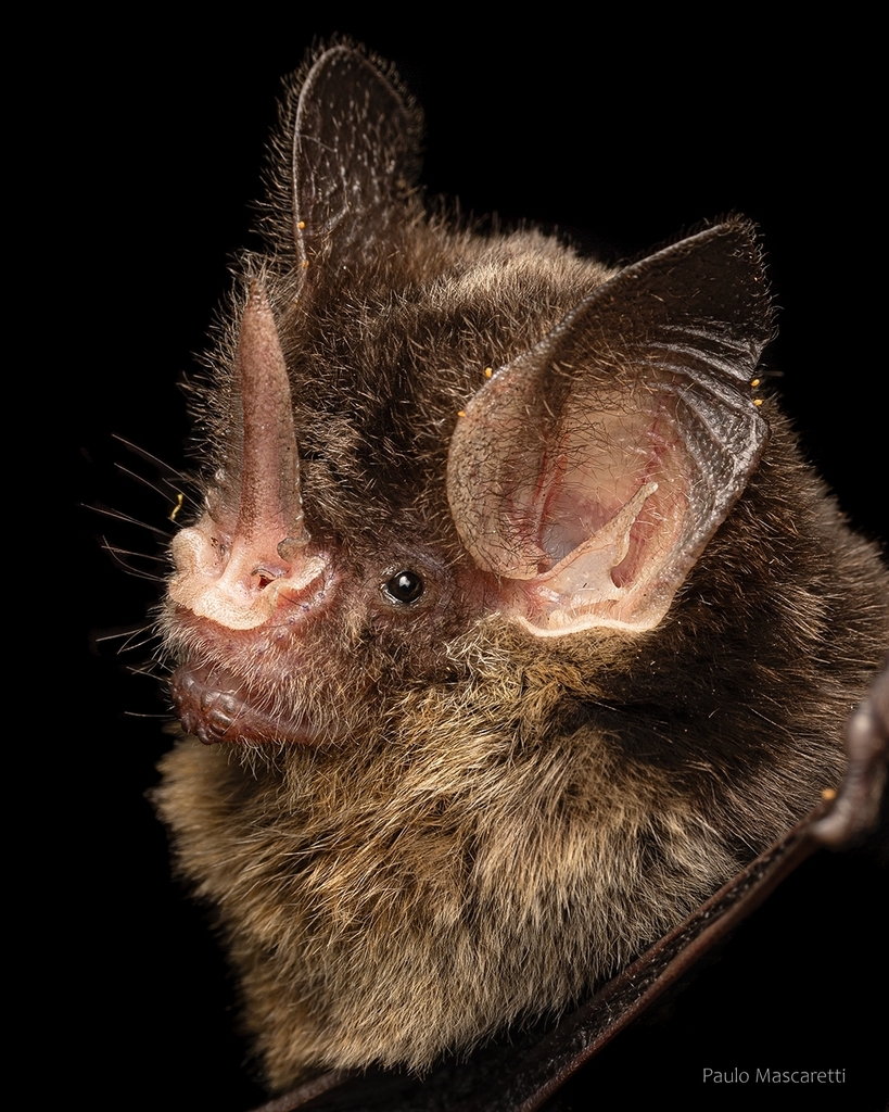 Striped Hairy-nosed Bat