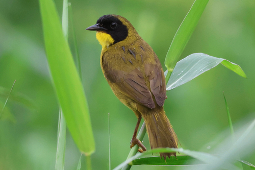 Olive-crowned Yellowthroat (Geothlypis semiflava), photo 2