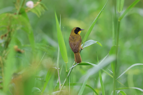 Olive-crowned Yellowthroat (Geothlypis semiflava), photo 6
