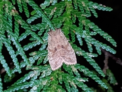 Lithophane bethunei