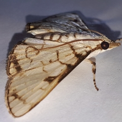 Aphytoceros lucusalis