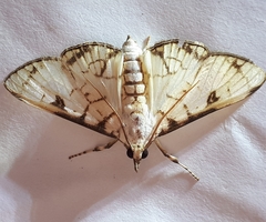 Aphytoceros lucusalis