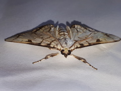 Aphytoceros lucusalis