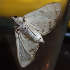 Aphytoceros lucusalis