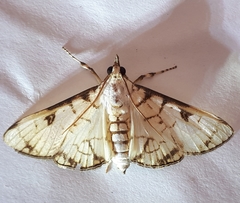 Aphytoceros lucusalis