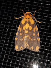 Miltochrista quadrilineata