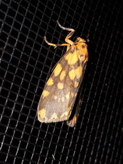 Miltochrista quadrilineata