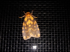 Miltochrista quadrilineata