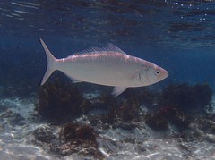Arripis xylabion