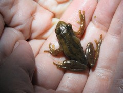 Dendropsophus bogerti