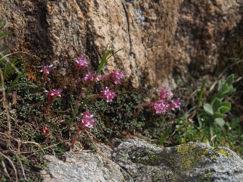 Purple-flowered Saxifrage (Saxifraga retusa)