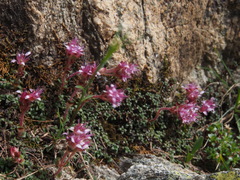 author not stated, no rights reserved Saxifraga retusa, photograph author not stated, no rights reserved