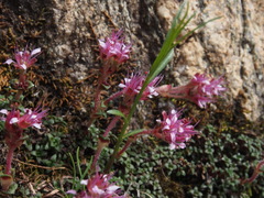 Saxifraga retusa, photograph author not stated, no rights reserved
