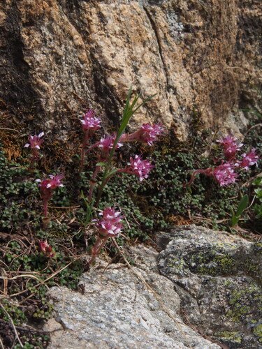 Saxifraga retusa, photograph 4