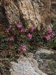 author not stated, no rights reserved Saxifraga retusa, photograph author not stated, no rights reserved