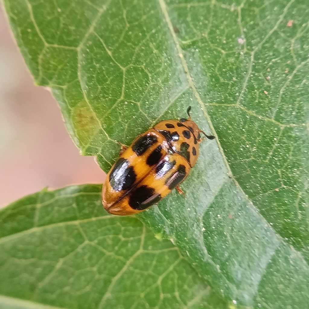 Mycotretus maculatus