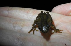 Dendropsophus bogerti