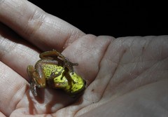 Dendropsophus bogerti