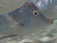 Lethrinidae