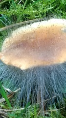 Spinellus