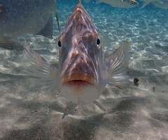 Lethrinidae