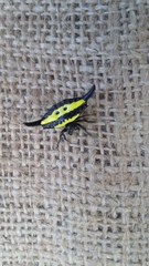 Gasteracantha hecata