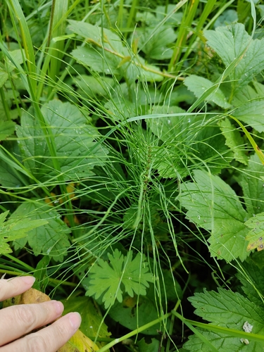 Meadow horsetail (Equisetum pratense)