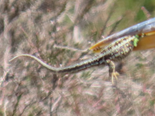 Sand Lizard, Driebergen-Rijsenburg, Nederland, photo 7 of 10