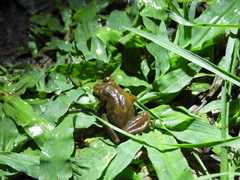 Dendropsophus bogerti