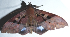 Ischyja marapok