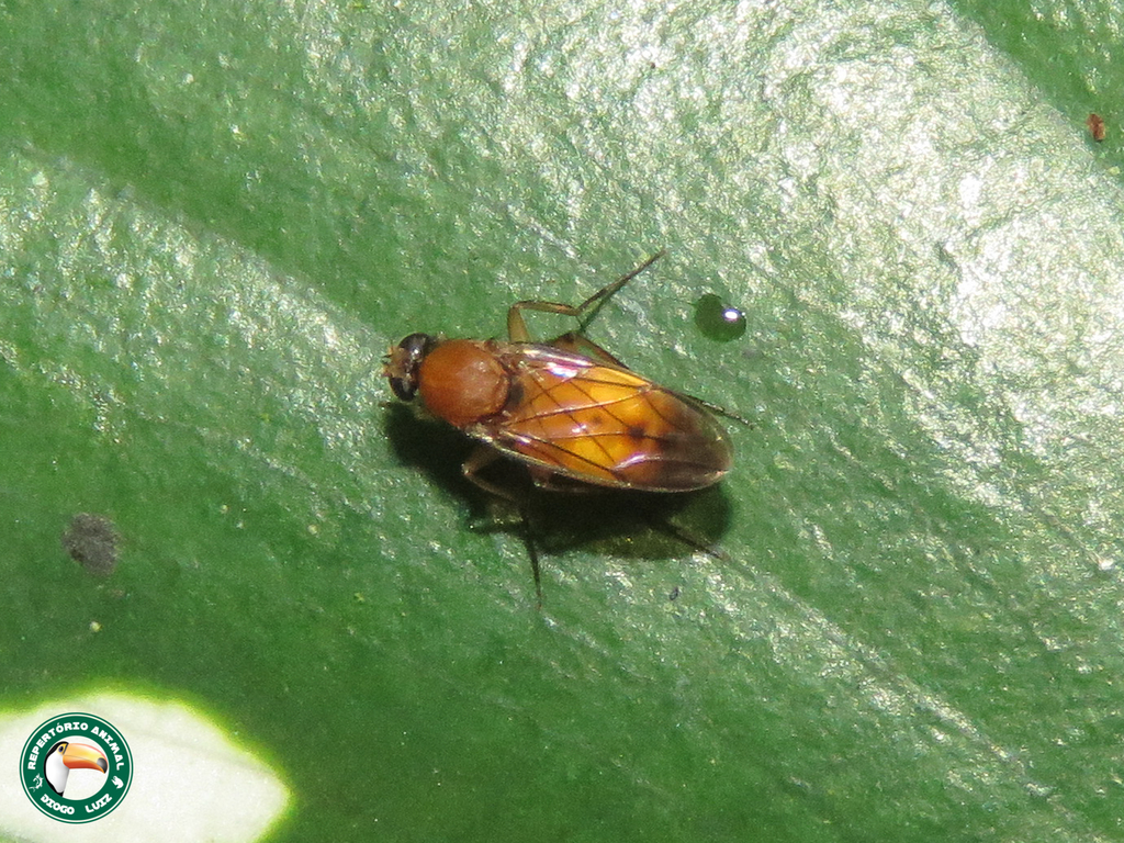 Megaselia aurea