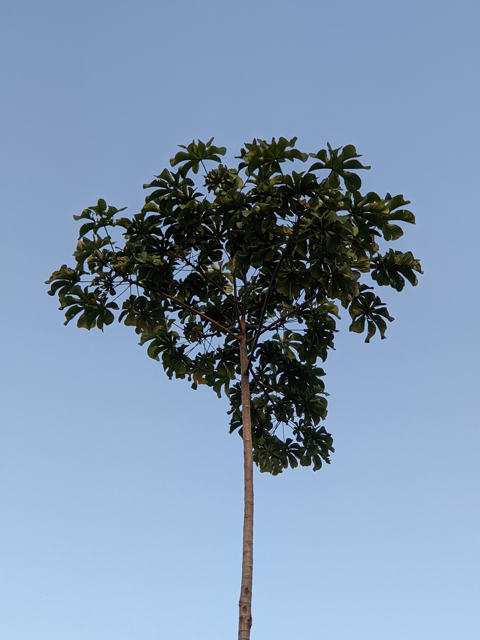 Cecropia palmata