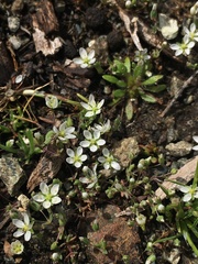 Sabulina californica