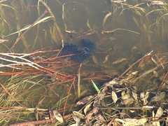Lithobates sylvaticus