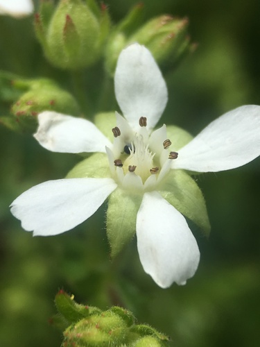 Parry's horkelia (Horkelia parryi)