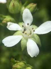 Horkelia parryi