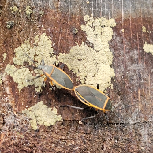 Bordered plant bug