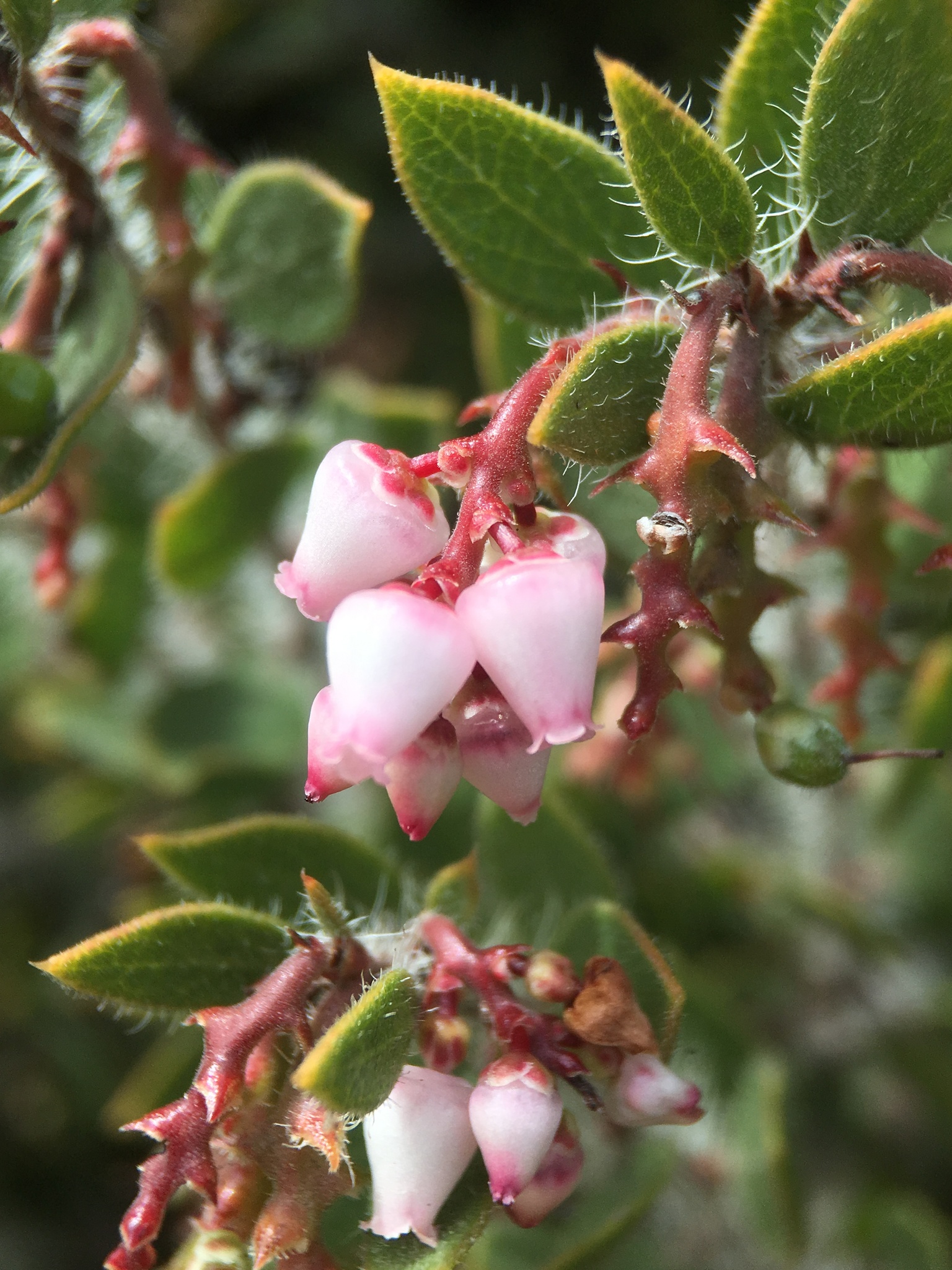 Arctostaphylos myrtifolia