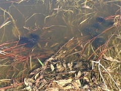 Lithobates sylvaticus