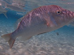 Lethrinidae
