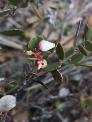 Arctostaphylos myrtifolia
