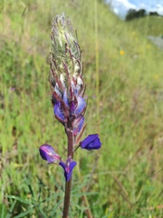 Lupinus benthamii