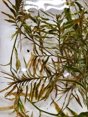 Potamogeton robbinsii